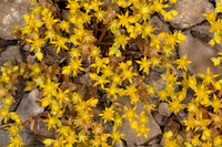 Sedum nutallii DITCH STONECROP 3035850z