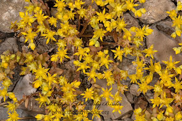 Sedum nutallii  DITCH STONECROP 3035850z