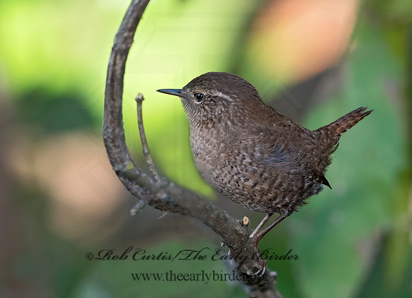 Troglodytes hiemalis  WINTER WREN  9024730z