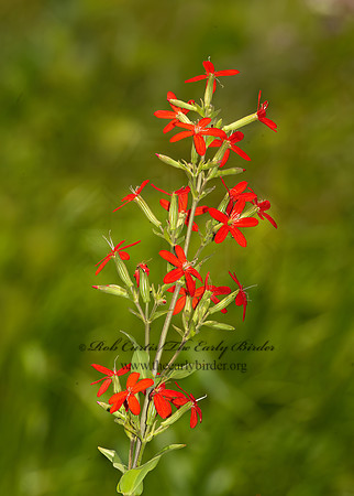 Silene regia   SHOWY CATCHFLY 8022940z