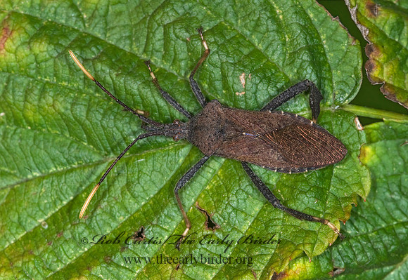 Acanthocephala terminalis 6016045 z