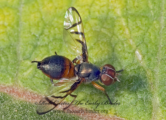 Rivellia micans  SIGNAL FLY~ 5014939z
