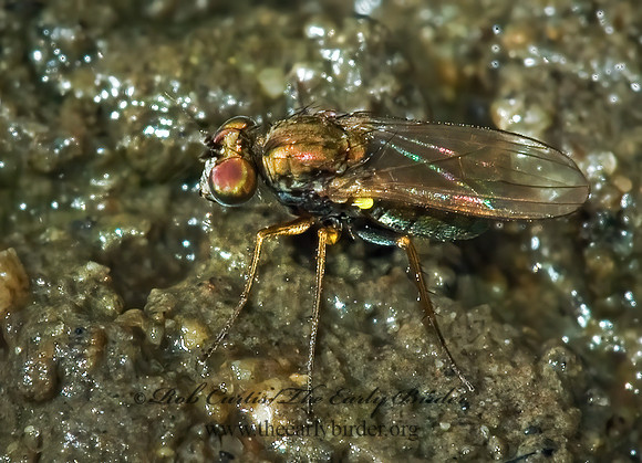 Chrysotus  LONGLEGGED FLY 5011508z