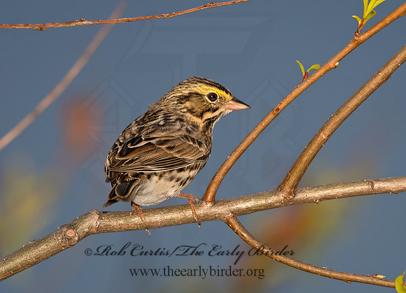 Passerculus sandwichensis  SAVANNAH SPARROW 9028781z