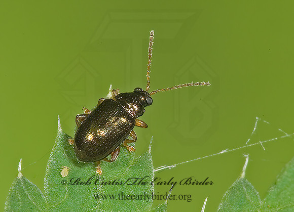 Crepidodera  5008083z