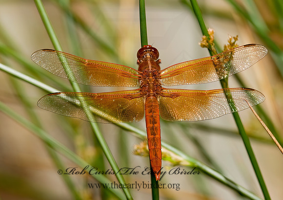 Libellula saturata 6026505 Mz