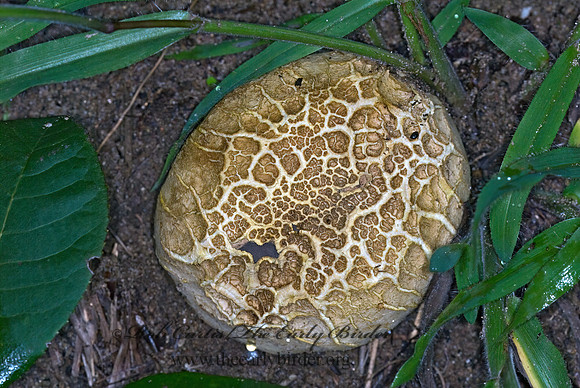Gasteromycetes 6013732z