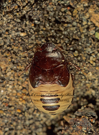 Pangaeus bilineatus  2-LINED BURROWER BUG 179213 z