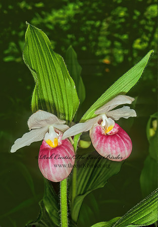 Cypripedium reginae  SHOWY LADY'S SLIPPER 95518z