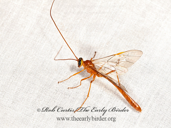 Enicospilus purgatus  SHORT-TAILED ICHNEUMON 8036936z