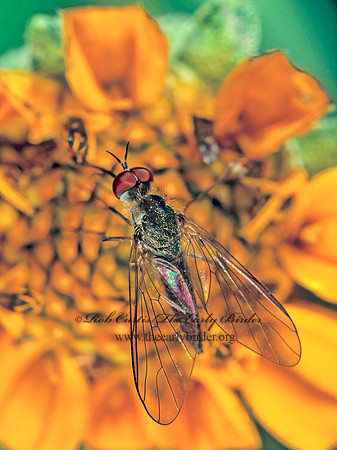 Geron calvus  BEE FLY 1113402 z