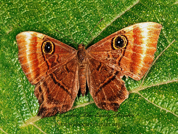 Mesosemia grandis  GIANT-EYED METALMARK 196622z