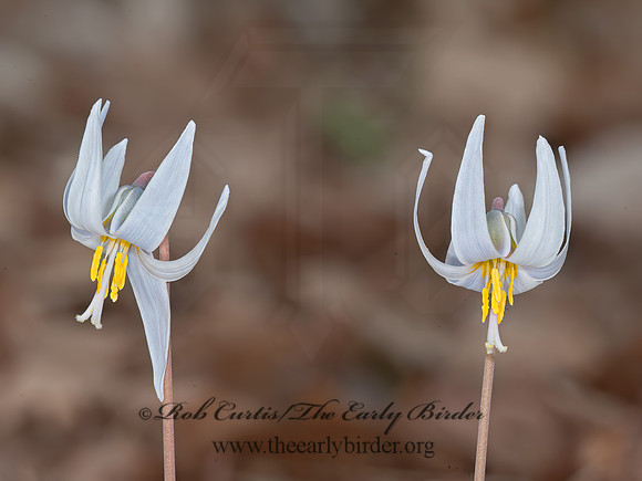 Erythronium albidium  WHITE TROUT LILY 8034075z