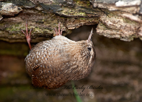 Troglodytes hiemalis  WINTER WREN 8033956z
