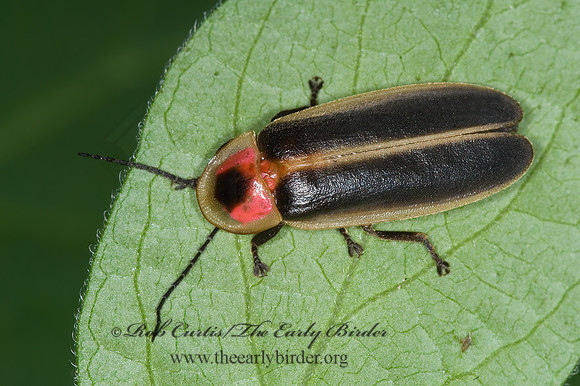 Photinus pyralis~ 6011793 z