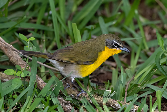 Icteria virens  YELLOW-BREASTED CHAT 3030623z