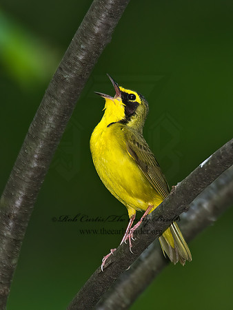 Geothlypis formosa  KENTUCKY WARBLER 8004387z