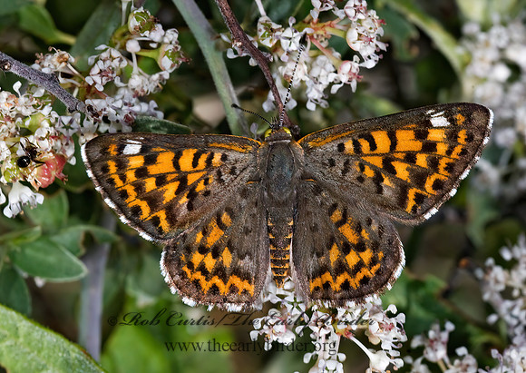 Apodemia nais  NAIS METALMARK 7009766z