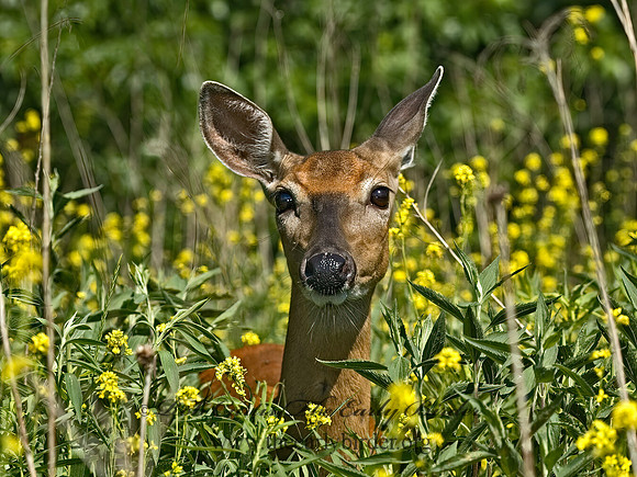 Odocoileus virginianus  WHITE-TAILED DEER 5009043z