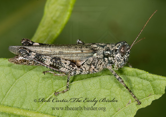 Melanoplus punctulatus  PINE TREE SPUR-THROAT GRASSHOPPER 9013466z