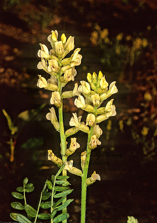 Astragalus canadensis  CANADIAN MILK VETCH 242835z