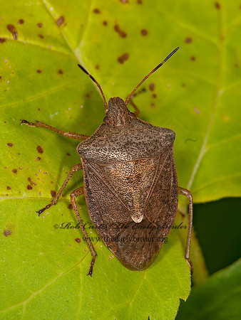 Euschistus servus  BROWN STINKBUG 3015239z