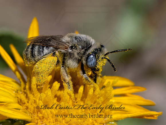Melissodes  LONG-HORNED BEE 3025709z