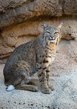 Lynx rufus  BOBCAT 5005688z