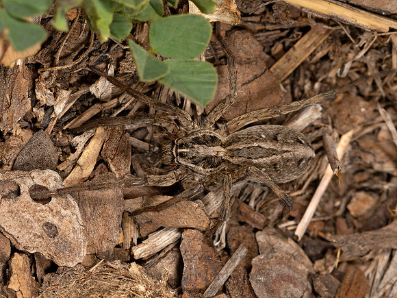 Schizocosa mccooki MCCOOK'S SPLIT WOLF SPIDER 3023782