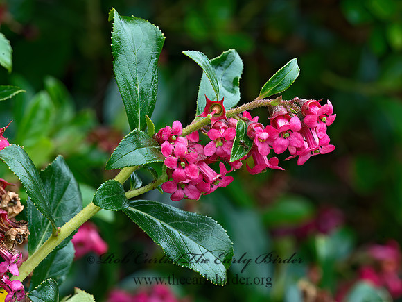 Escallonia rubra  CRIMSON SPIRE 9059426z