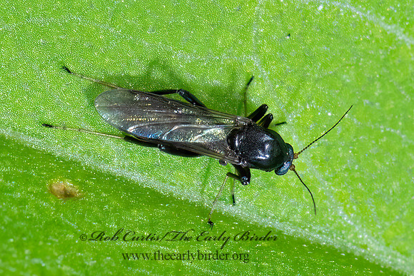 Bezzia~  BITING MIDGE 3022373z