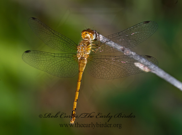 Sympetrum ambiguum 6012052 Fz