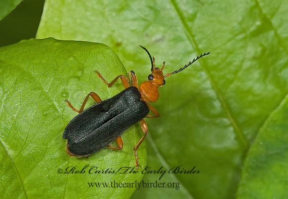 Neopyrochroa flabellata 5010612z