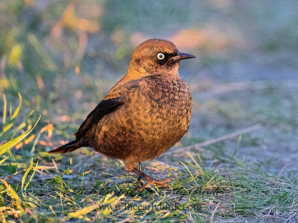 Euphagus carolinus RUSTY BLACKBIRD 9091225z