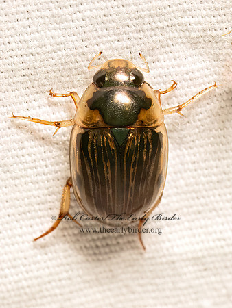 Tropisternus collaris striolatus WATER SCAVENGER BEETLE 9082067z