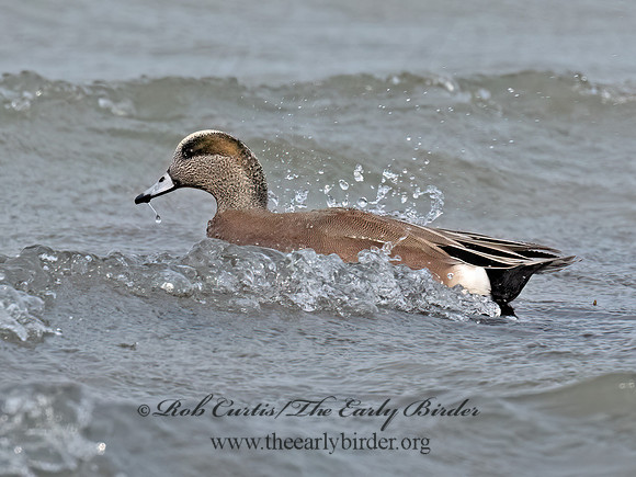 Mareca americana AMERICAN WIGEON 3048277z