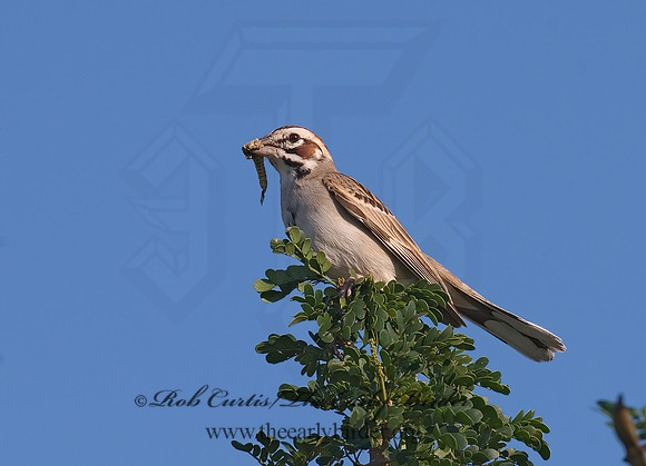 Chondestes grammacus  LARK SPARROW 7005629 z