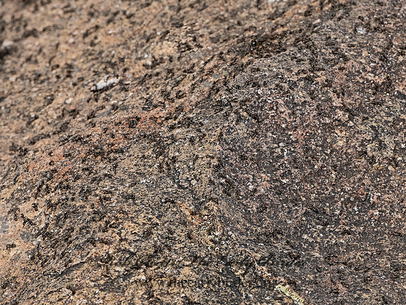 Liometopum apiculatum  VELVETY TREE ANT 3038708-z
