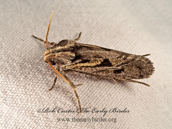 Acrolophus popeanella  CLEMEN'S GRASS TUBEWORM MOTH 9048394z