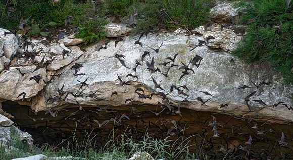 Tadarida brasiliensis  MEXICAN FREE-TAILED BAT 3039091-z