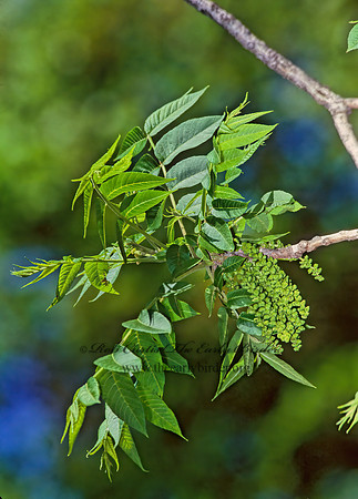 Fraxinus nigra  BLACK ASH 281329z