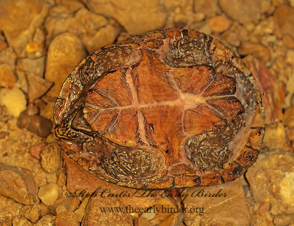 Sternotherus odoratus  EASTERN MUSK TURTLE 174912z