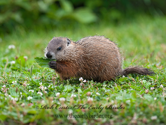 Marmota monax  WOODCHUCK 8034816z