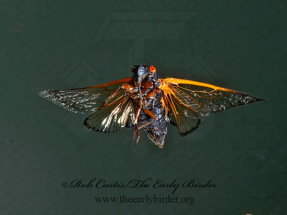 Magicicada cassinii CASSIN'S CICADA 9089054z