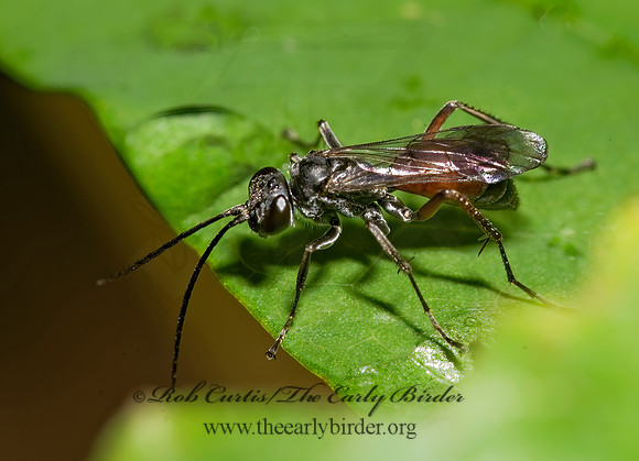 Caliadurgus hyalinatus 8016303z