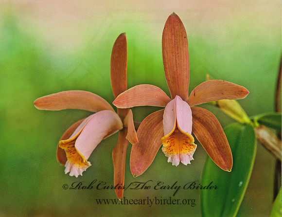 Cattleya forbesii  FORBE'S CATTLEYE 260736z