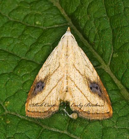 Rivula propinqualis SPOTTED GRASS MOTH 8007613z