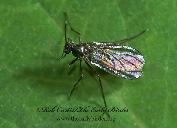 Sciaridae  DARK-WINGED FUNGUS GNAT 5001768z