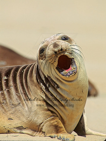 Mirounga angustirostris  NORTHERN ELEPHANT SEAL 110814z
