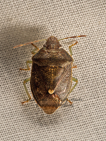 Banasa sordida  PENTATOMINI STINKBUG 9050774z